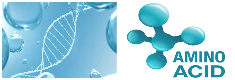 amino acids amino acids